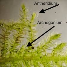 Attēlu rezultāti vaicājumam “Sciuro-hypnum curtum”
