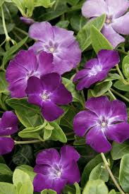 Attēlu rezultāti vaicājumam “Vinca minor flower”