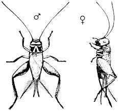 Attēlu rezultāti vaicājumam “Gryllus domesticus”