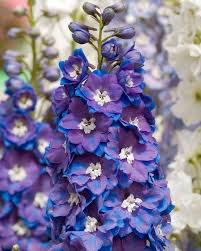 Image result for Delphinium