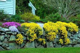 Image result for Alyssum saxatile