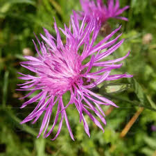 Attēlu rezultāti vaicājumam “Centaurea jacea fruit”