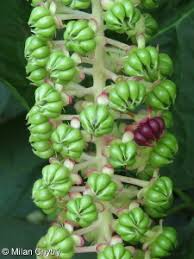 Attēlu rezultāti vaicājumam “Phytolacca acinosa fruit”