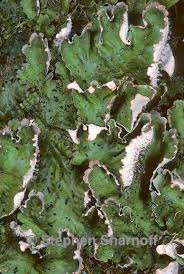 Attēlu rezultāti vaicājumam “Peltigera leucophlebia”