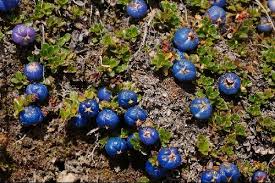 Attēlu rezultāti vaicājumam “Trichophorum alpinum fruit”
