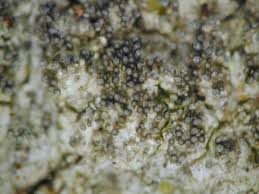 Attēlu rezultāti vaicājumam “Pertusaria coccodes”