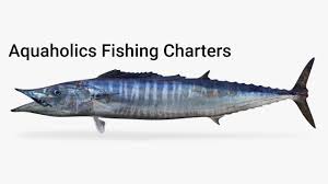 Image result for Acanthocybium solandri