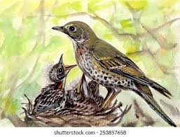 Attēlu rezultāti vaicājumam “Turdus philomelos nest”