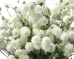 Image result for Scabiosa canescens