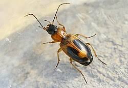 Attēlu rezultāti vaicājumam “Badister bullatus”