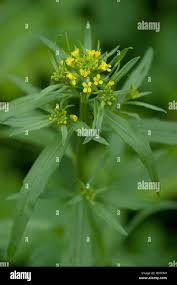 Attēlu rezultāti vaicājumam “Erysimum cheiranthoides leaf”