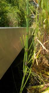 Attēlu rezultāti vaicājumam “Equisetum fluviatile”