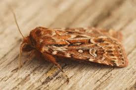 Attēlu rezultāti vaicājumam “Lycophotia porphyrea”