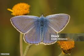 Attēlu rezultāti vaicājumam “Polyommatus icarus”