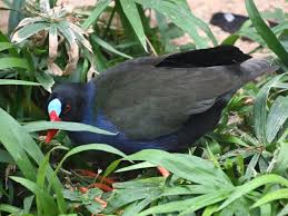 Image result for Porphyrio alleni