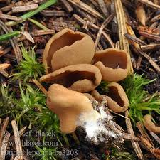 Attēlu rezultāti vaicājumam “Otidea leporina”