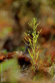 Attēlu rezultāti vaicājumam “Thesium ebracteatum”