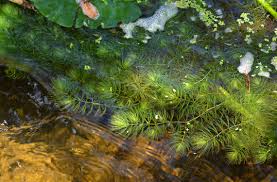 Attēlu rezultāti vaicājumam “Ceratophyllum submersum leaf”