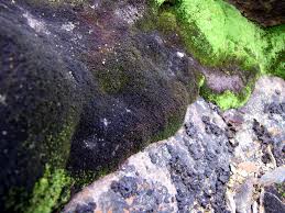 Attēlu rezultāti vaicājumam “Gymnocolea inflata”