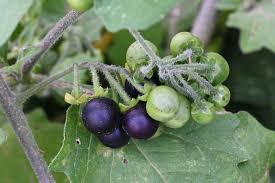 Attēlu rezultāti vaicājumam “Solanum nigrum”