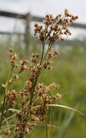 Attēlu rezultāti vaicājumam “Cladium mariscus bud”