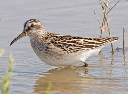 Attēlu rezultāti vaicājumam “Calidris falcinellus”