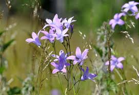 Image result for Campanula patula