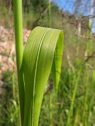 Attēlu rezultāti vaicājumam “Glyceria maxima fruit”