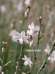 Image result for Asphodelus fistulosus