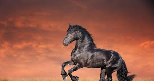 Image result for chestnut friesian