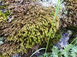 Attēlu rezultāti vaicājumam “Anomodon viticulosus sporophyte”