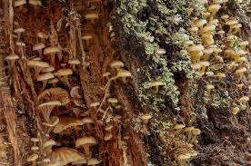 Attēlu rezultāti vaicājumam “Claustria didermoides stalked”