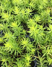 Attēlu rezultāti vaicājumam “Sedum rupestre”