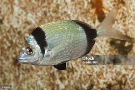 Image result for Diplodus vulgaris