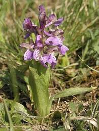 Attēlu rezultāti vaicājumam “Orchis morio”