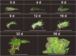 Attēlu rezultāti vaicājumam “Heterotrichia oerstedii (syn. Arcyria oerstedii) young”