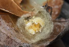 Attēlu rezultāti vaicājumam “Araneus diadematus eggs”