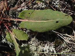 Attēlu rezultāti vaicājumam “Rumex acetosa leaf”