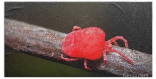 Attēlu rezultāti vaicājumam “Trombidiidae”