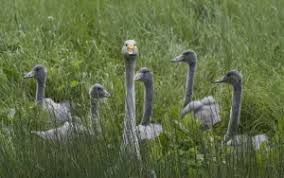 Attēlu rezultāti vaicājumam “Cygnus cygnus adult”