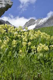 Image result for Primula elatior