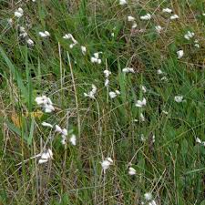 Attēlu rezultāti vaicājumam “Eriophorum gracile fruit”