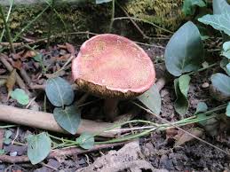 Attēlu rezultāti vaicājumam “Xerocomus rubellus”