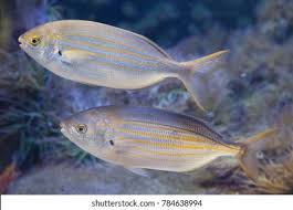 Image result for Sarpa salpa