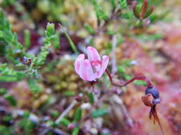 Attēlu rezultāti vaicājumam “Oxycoccus bud”