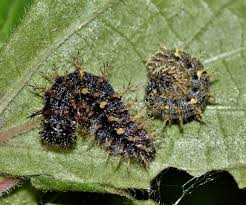 Attēlu rezultāti vaicājumam “Vanessa atalanta upperside”