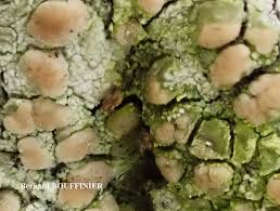 Attēlu rezultāti vaicājumam “Biatora sphaeroides”