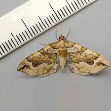 Attēlu rezultāti vaicājumam “Pelurga comitata”