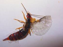 Attēlu rezultāti vaicājumam “Forficula auricularia female”