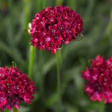 Attēlu rezultāti vaicājumam “Armeria vulgaris flower”